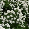 Spirea Birchleaf Tor #3 - Image 2